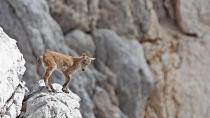 Stroka prepoznava alpskega kozoroga (Capra ibex) za domorodno vrsto v Sloveniji 