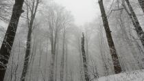 Vihorlat Mountains - How to approach the conservation dilemmas in forests?