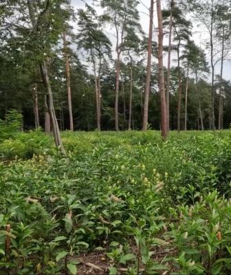 American pokeweed (Phytolacca americana)