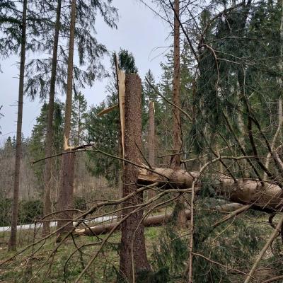 Posledice vetroloma na Gorenjskem