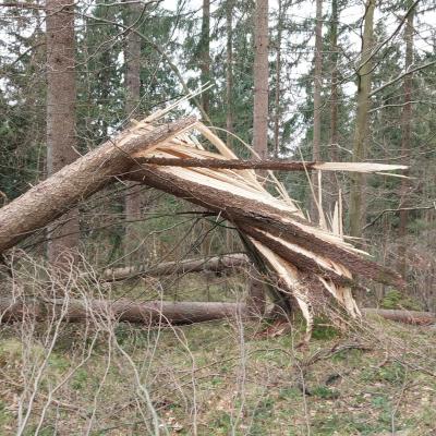 Posledice vetroloma na Gorenjskem