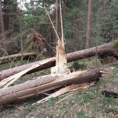 Posledice vetroloma na Gorenjskem