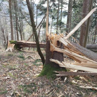 Posledice vetroloma na Gorenjskem