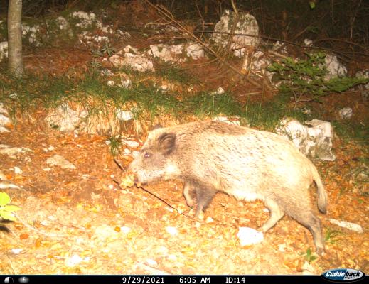 Wild boar