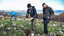 Posadili prva drevesa na pogorelem Krasu - Številna podjetja in organizacije podprle projekt Zeleno srce Krasa