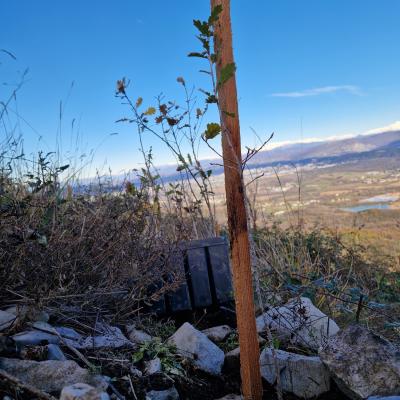 Ena od 4000 sadik akcije