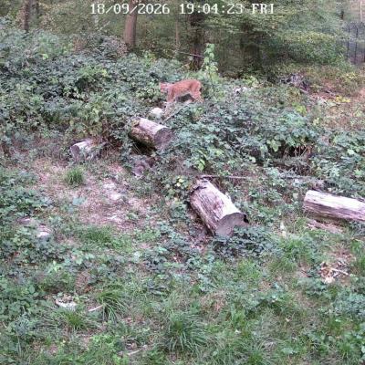 Risji mladič v rehabilitacijskem centru. Foto: Ministrstvo za okolje in prostor