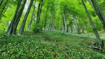 Prosto delovno mesto: Vodja projekta BEECH POWER