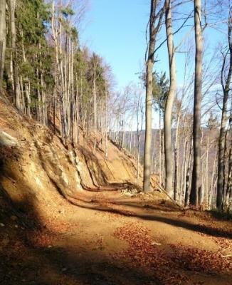 Forest skid trail