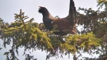 Popisovanje divjega petelina v okviru projekta LIFE Natura