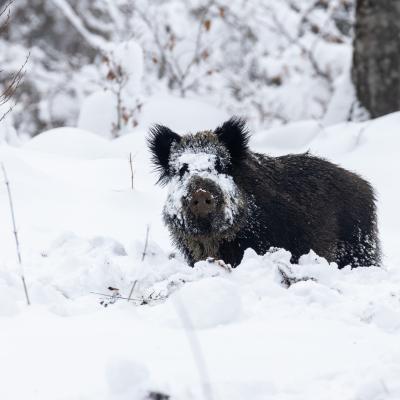 Divji pra&scaron;ič. Foto: Janez Sterle