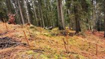 Sadnja plodonosnih drevesnih vrst kot izboljšanje habitata za divjega petelina in gozdnega jereba