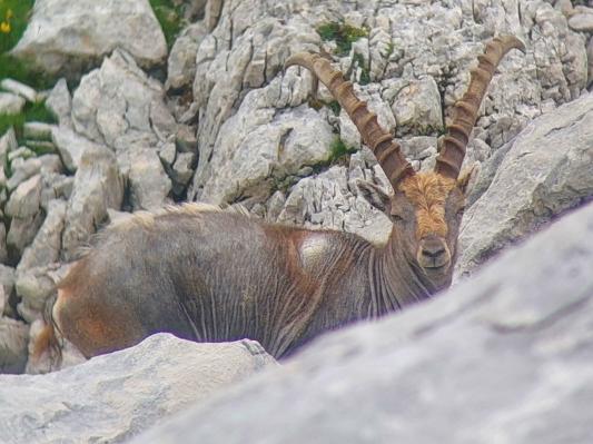 Posledica parjenja v sorodstvu je slab&scaron;e zdravstveno stanje osebkov, slab&scaron;a odpornost na parazite in posledično nižja možnost preživetja. Na fotografiji je primer garjavega kozoroga v Kamni&scaron;ko-Savinjskih Alpah. Foto: Ale&scaron; Zamljen