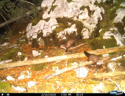 Marten