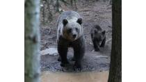 LIFE DINPIN BEAR
