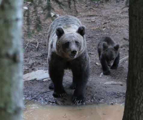 LIFE_DINALP_BEAR_arhiv_Medved_1_Matija_Stergar_splet.jpg