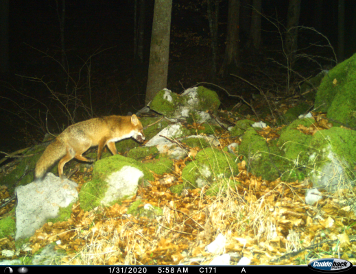 Fox