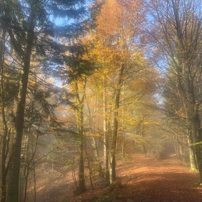 Bodimo odgovorni obiskovalci gozda.
