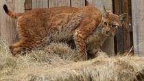 Slovenian hunters voted – the new lynx’s name is Maks