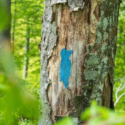 Za načrtno pu&scaron;čanje stoječih habitatnih dreves v gozdu, ki so označena z modrim detljem, lastnik gozda prejme nadomestilo. Foto: Matjaž Guček