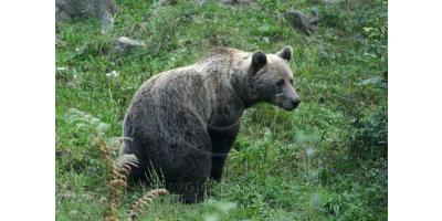 Medved LIFE - Principles for the possible establishment of an alpine brown bear metapopulation