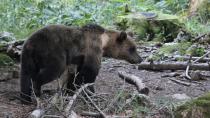 Začenja se projekt Carnivora Dinarica