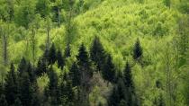 Sonaravno gospodarjenje z gozdovi je slovenska nesnovna dediščina