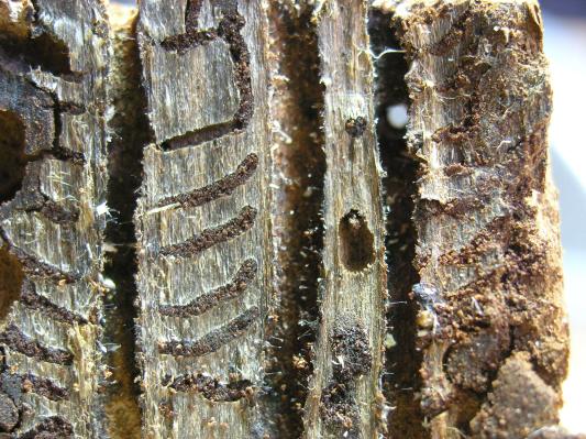 Bark beetle galleries.