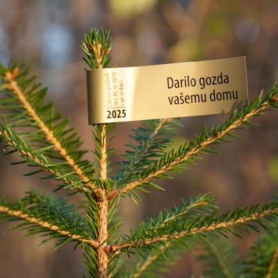 Okrasna drevesca 2025 z nalepko ZGS zlate barve