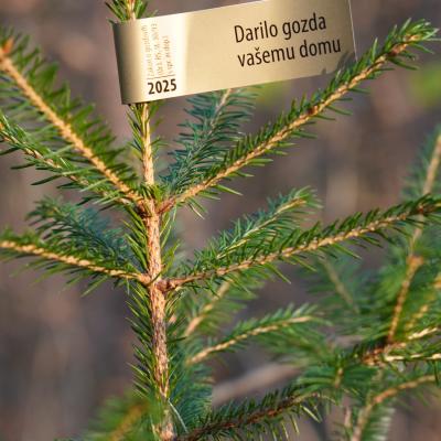 Okrasna drevesca 2025 z nalepko ZGS zlate barve