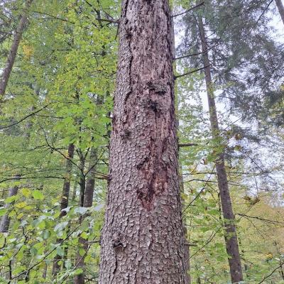 Odpadanje skorje - prepoznavni znak lubadark