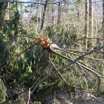 Ogled vetroloma in sanacije na Gorenjskem z MKGP