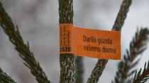 Okrasna drevesca iz gozdov v letu 2020