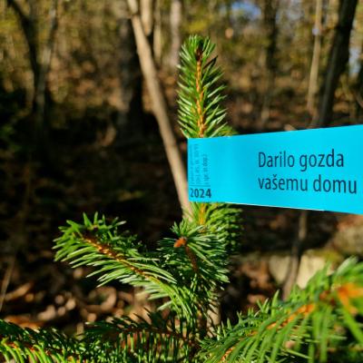 Nalepka na okrasnem drevescu