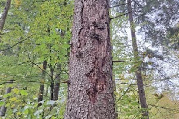 Smreko so napadli podlubniki, zato jo je treba čim prej posekati, izdelati in odpeljati iz gozda v lupljenje oziroma predelavo. Jeseni smo ob pregledu gozdov pozorni na odstopanje in odpadanje skorje z debel smrek, ki imajo večinoma &scaron;e zeleno kro&scaron;njo.