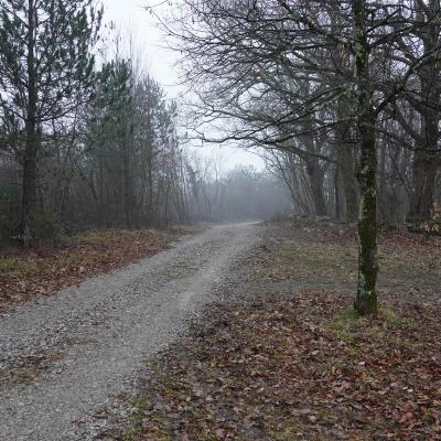 Del sistema protipožarnih prometnic na Krasu