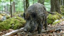 Afriška prašičja kuga - poziv k spoštovanju biovarnostnih ukrepov