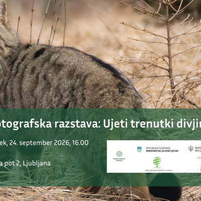 Fotografska razstava: Ujeti trenutki divjine