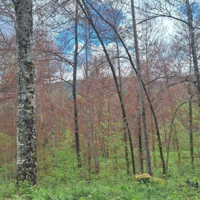 Rjavi listi bukev zaradi pozebe na Kočevskem