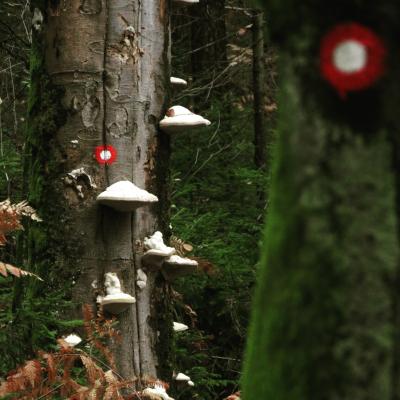 Bukove kresilke. Foto: Rok Debeljak