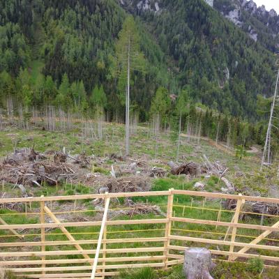 Večje povr&scaron;ine posajenih sadik je smiselno pred objedanjem divjadi za&scaron;čititi z ograjo. Foto: Simona Oto