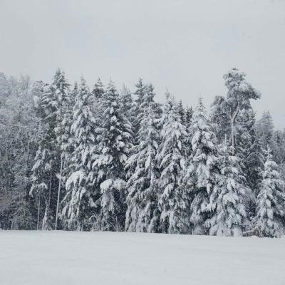 Snegolom na SV države
