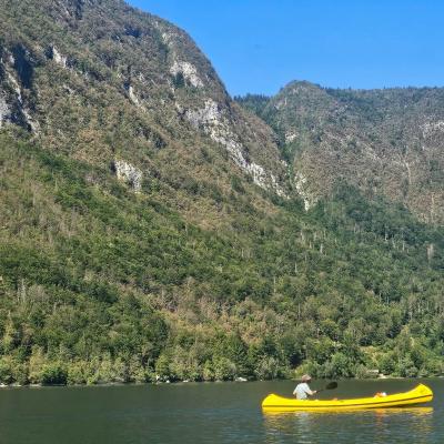 V su&scaron;i 2026 prizadeta drevesa po Sloveniji