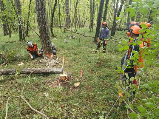 Chainsaw and forest work safety training