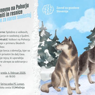 Volk ponovno na Pohorju &ndash; miti in resnice, Mislinja
