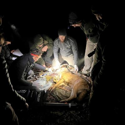 Veterinarski pregled odlovljene volkulje. Foto: Tilen Hvala.