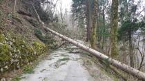 Vetrolom najbolj poškodoval gozdove na zahodu in severozahodu države