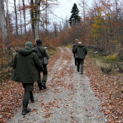 Sprehod do opazovalnice medveda v kočevskih gozdovih