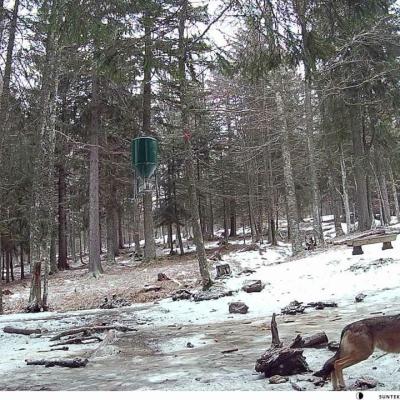 Volkovi v lovi&scaron;ču LPN Pohorje (vir: arhiv LPN Pohorje)