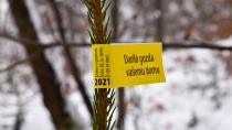 Okrasne smrečice iz slovenskih gozdov letos označene z rumeno nalepko 